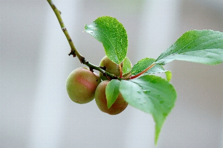 Leaf plant flower flowering Photo