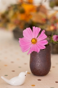 Blume blütenblatt rosa vase Foto