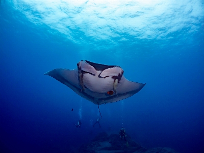 Sea manta ray stingray rays and skates Photo