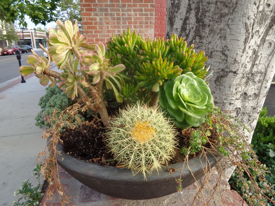 仙人掌 植物 装饰品 花