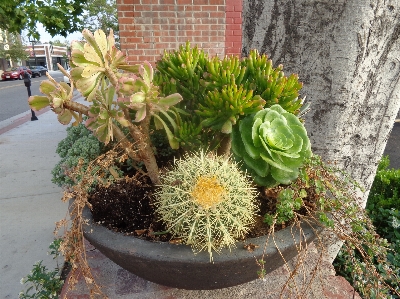 Foto Cacto
 plantas enfeites flor