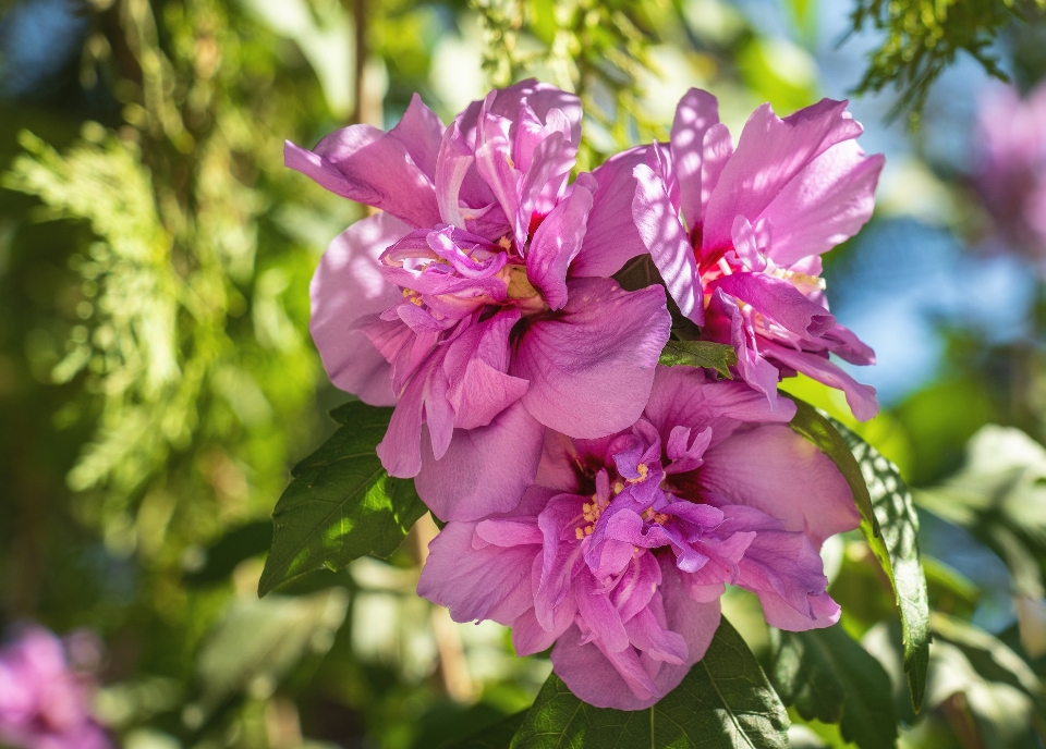 Ibisco fiore pianta fiorita
 petalo