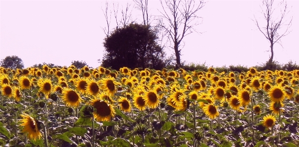 Sunflowers france sunflower flower Photo