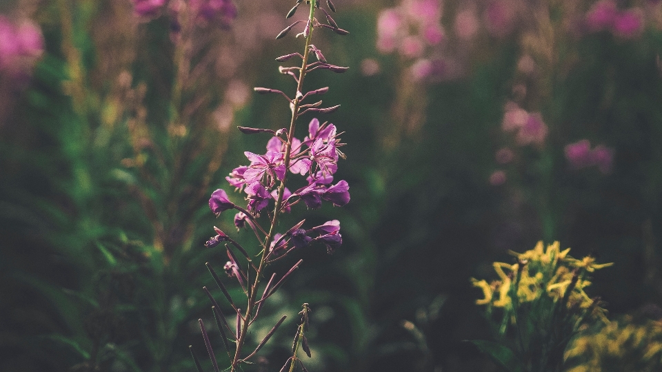 Purple bloom flower flowering plant