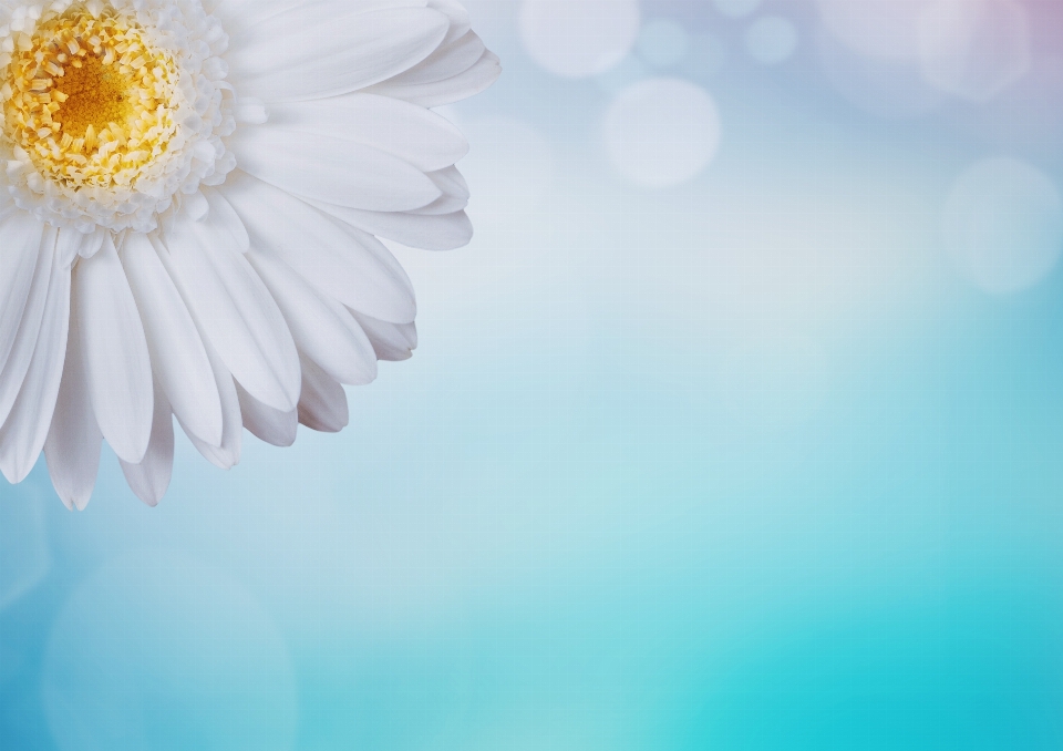 Gerberas
 fleur bokeh
 blanc