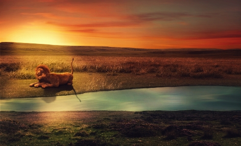 Lion landscape river prairie Photo