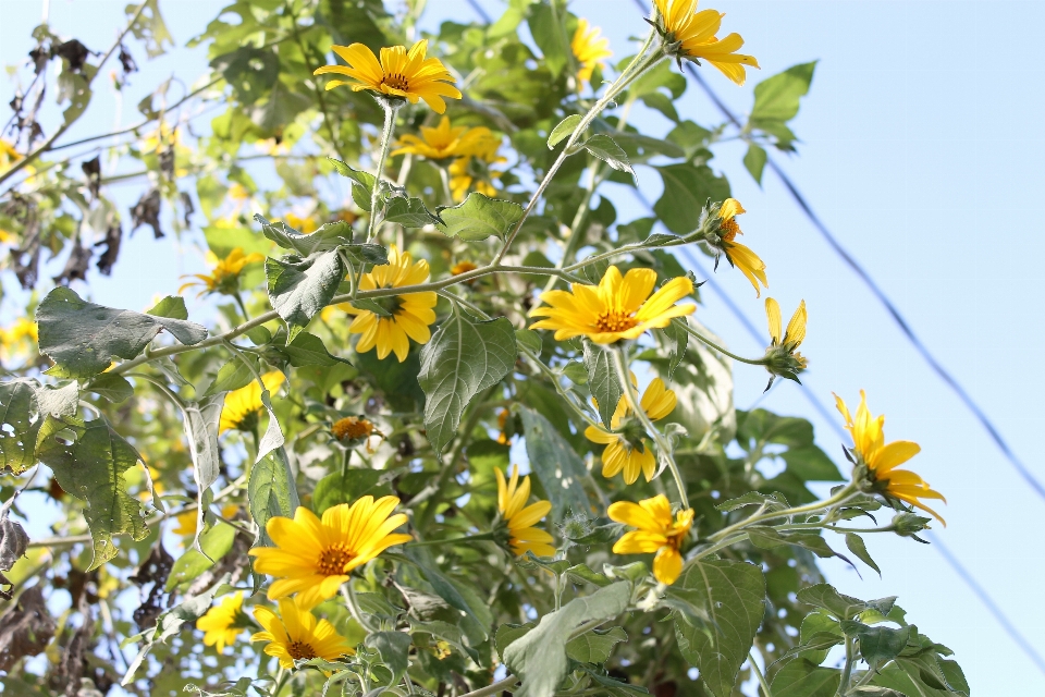 Flores amarillo plantas verde