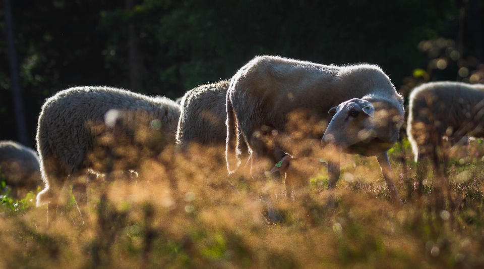 Mouton tôt matin faune