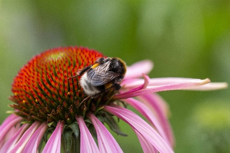 Photo Abeille fleur échinacée pourpre
 insecte