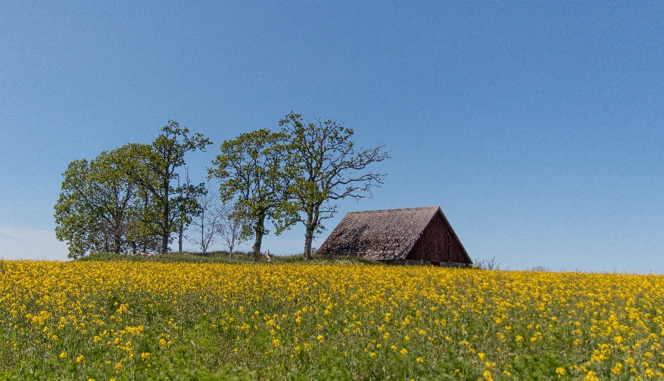 Schweden einsam scheune bäume