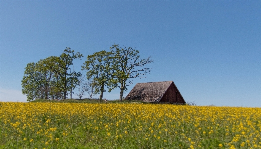 Foto Suécia sozinho celeiro árvores