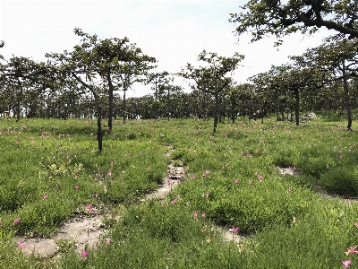 Tree natural landscape vegetation environment Photo