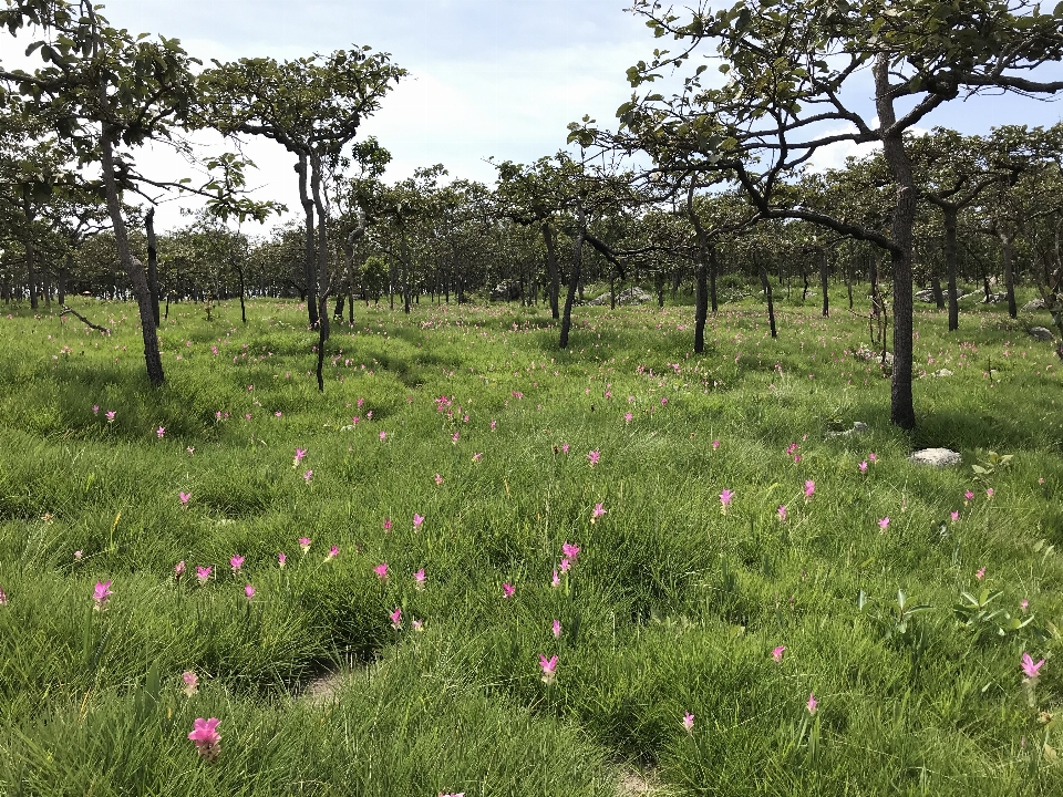 Albero paesaggio naturale
 vegetazione prateria
