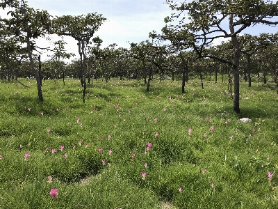 Tree natural landscape vegetation grassland Photo