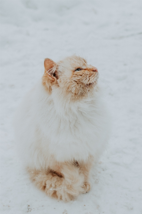 Winter white mammal cat