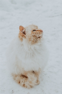 Winter white mammal cat Photo