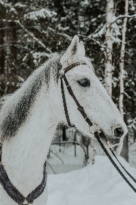 Animal animals snow cold Photo