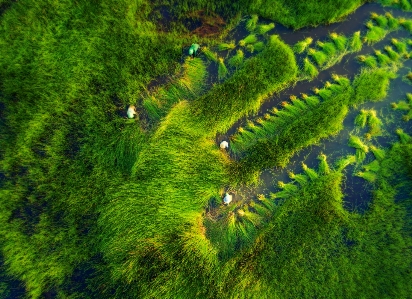 緑 自然 植生 陸上植物
 写真