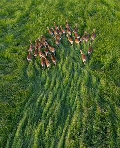 Green grass grassland natural landscape Photo