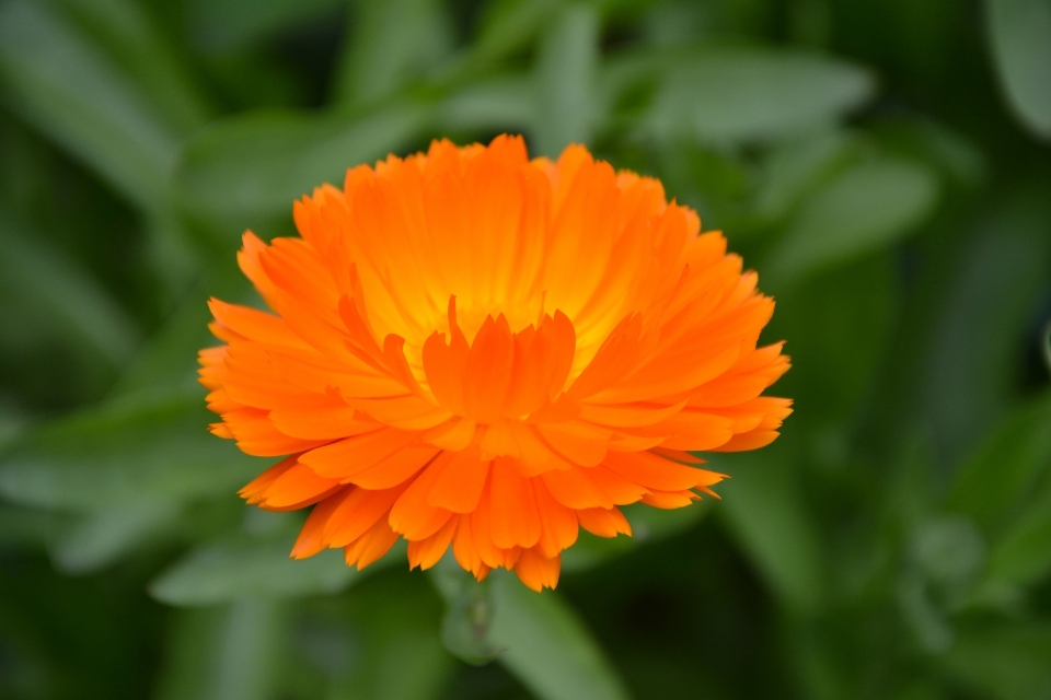 花 植物 公園 オレンジ