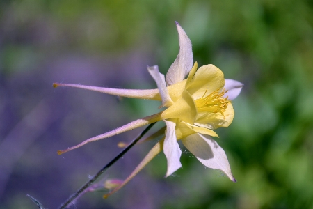 Flower plant garden summer Photo