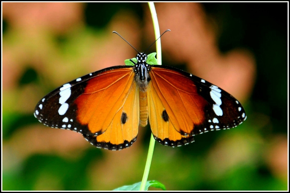 Natureza mariposas e borboletas
 borboleta inseto