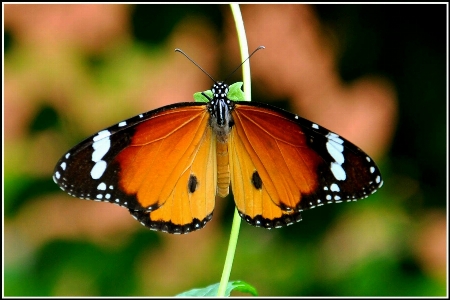 Nature moths and butterflies butterfly insect Photo