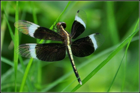 Foto Alam serangga capung dan damseflies
