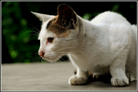 Foto Alam kucing mamalia cambang
