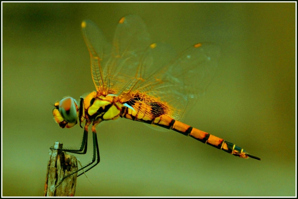 Alam capung serangga dan damseflies
