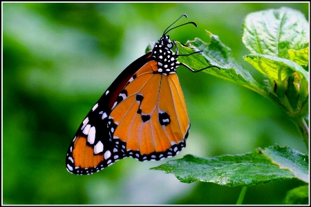 Nature moths and butterflies butterfly cynthia subgenus Photo