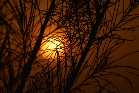 Moon branch orange tree Photo