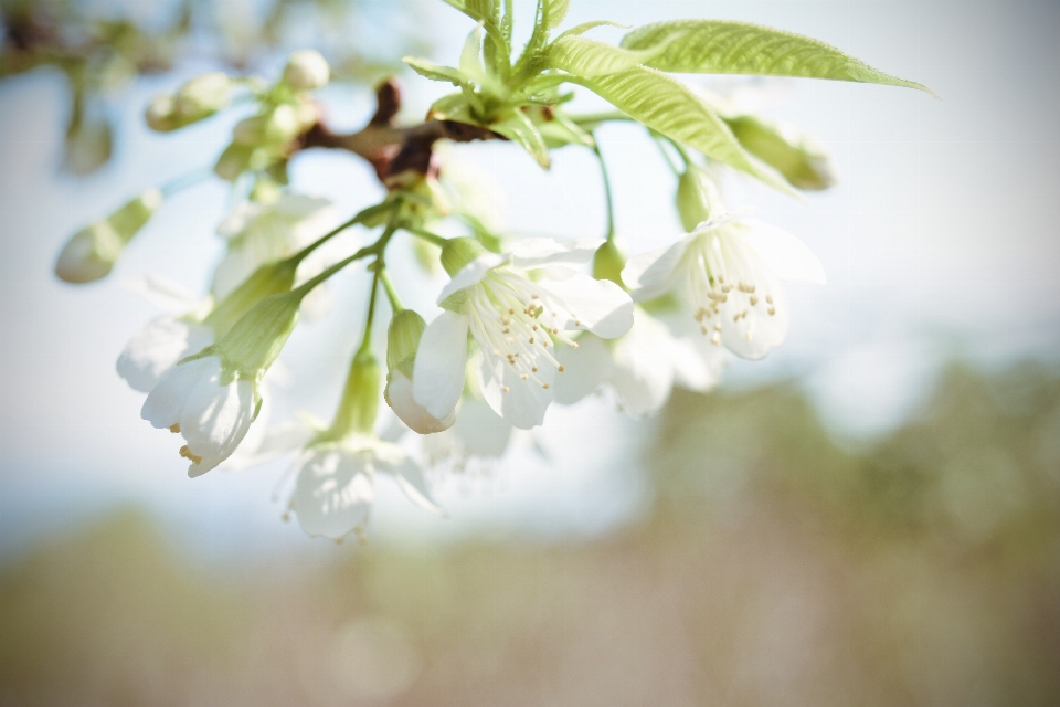 Mayo flor blanco primavera