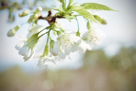 5月 花 白 春 写真