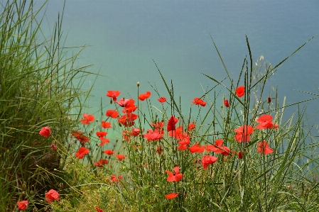 Foto Amapolas
 flor planta floreciendo
