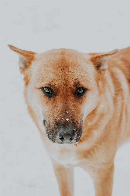 Mammifère animal de compagnie animaux domestiques chien