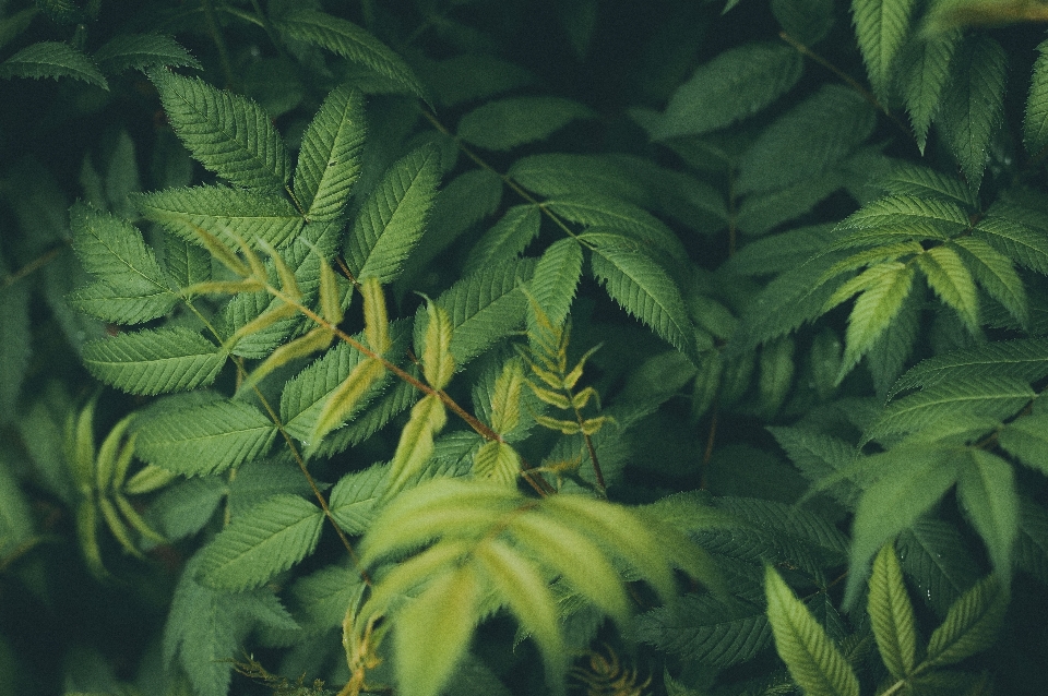 Arrière-plan nature feuilles vert