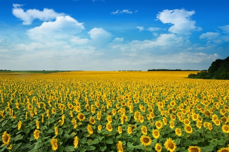 Flower field sunflower sky Photo