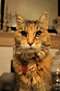 Foto Gato mamífero vertebrado
 bigotes
