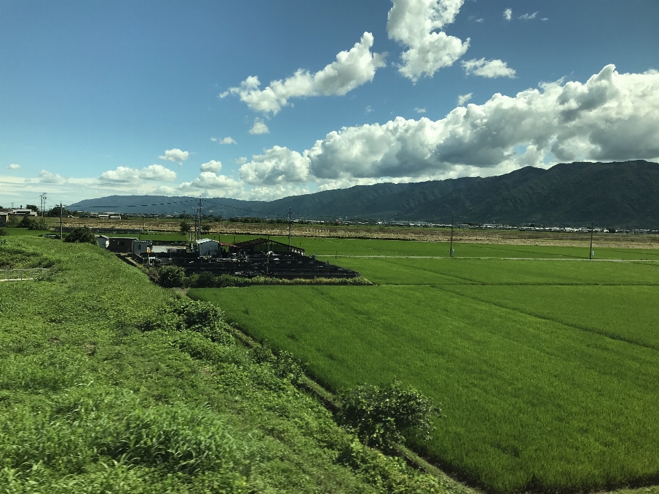 Countryside japan landscape paddy field