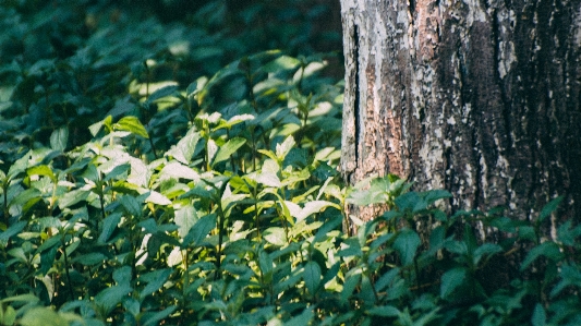 Foto Estate pianta verde foglia