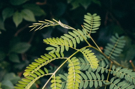 Summer plant leaf terrestrial Photo