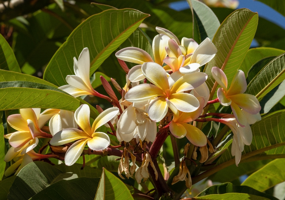 Plumeria flower frangipani plant