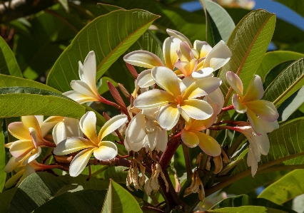 Photo Plumeria
 fleur frangipanier
 usine