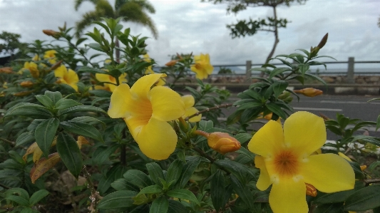 Blume blühende pflanze
 anlage gelb Foto