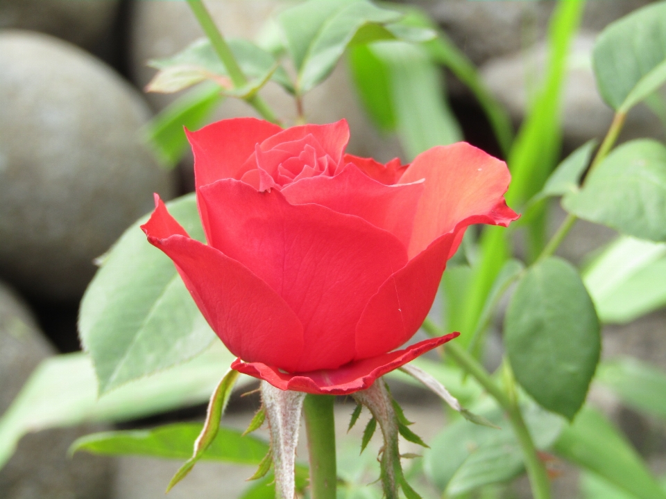 Rosa vermelha
 flor planta com flor
 pétala