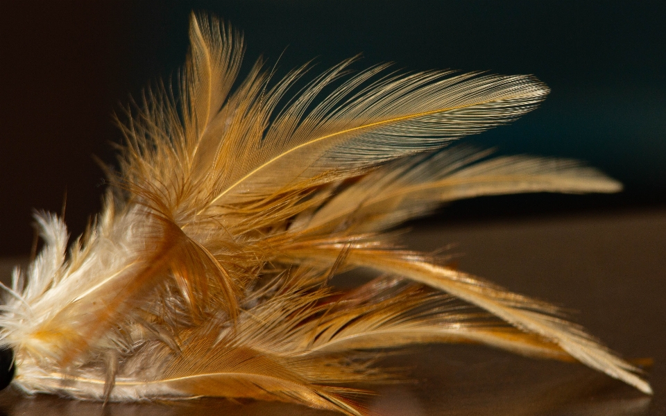 Toll feather close up organism