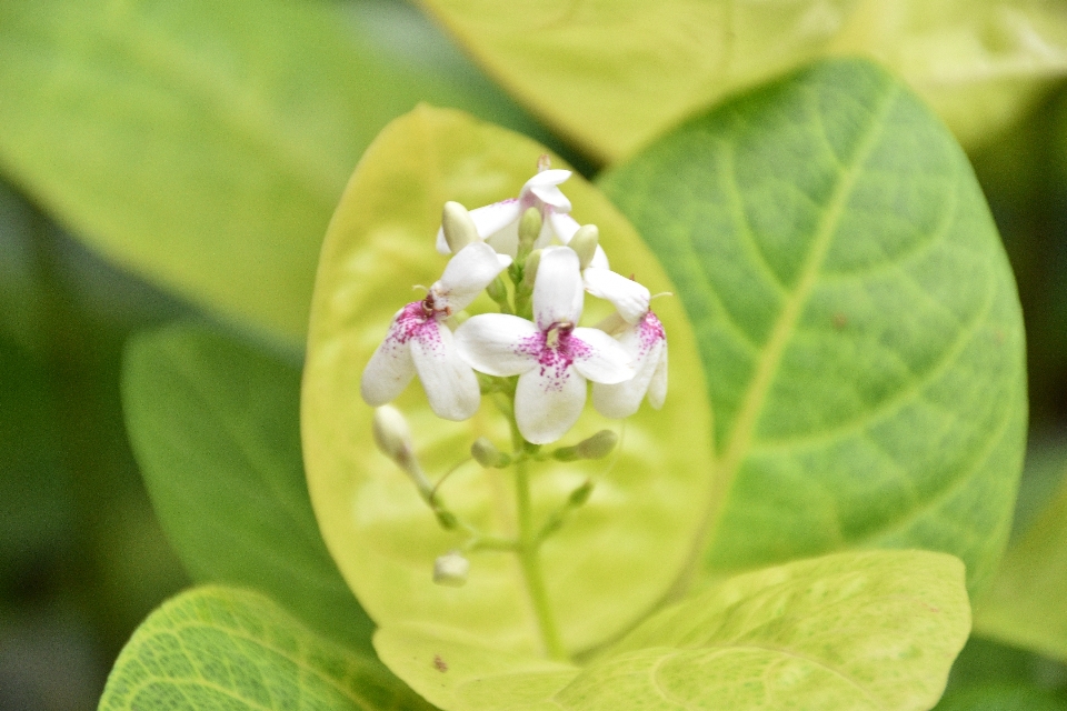 Daun bunga tanaman berbunga
