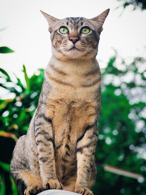 S gatto mammifero vertebrato
