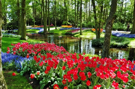 花 自然の風景
 自然 公園 写真